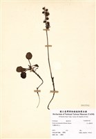 藏品(玉山鹿蹄草)的圖片